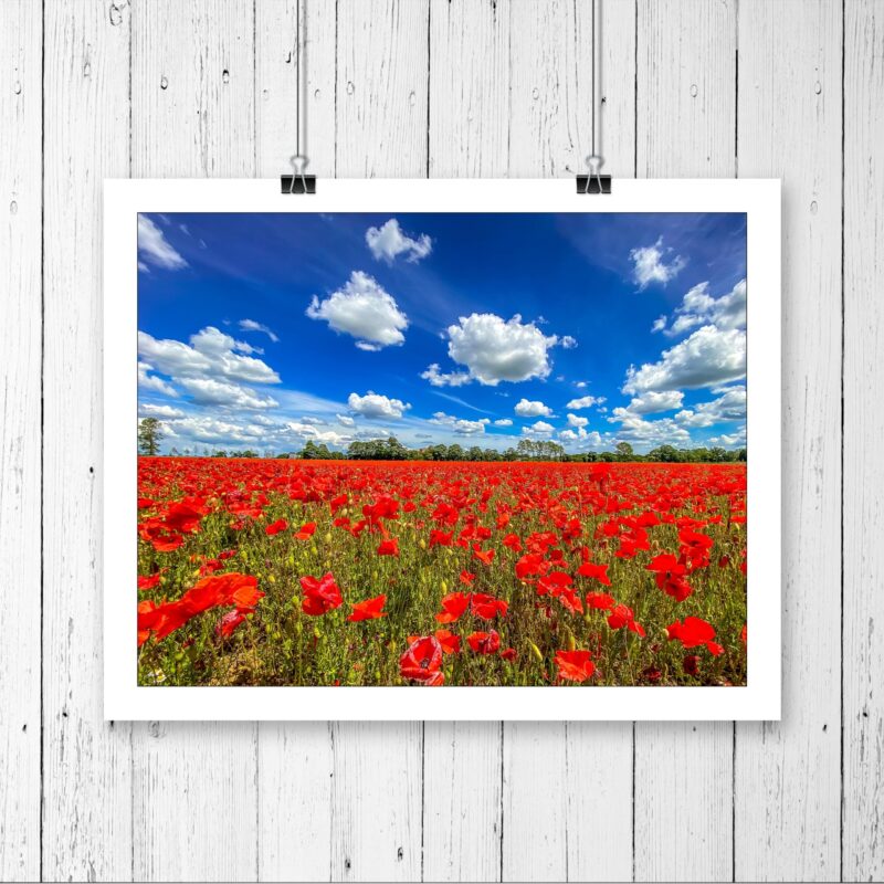Bury Poppy Field