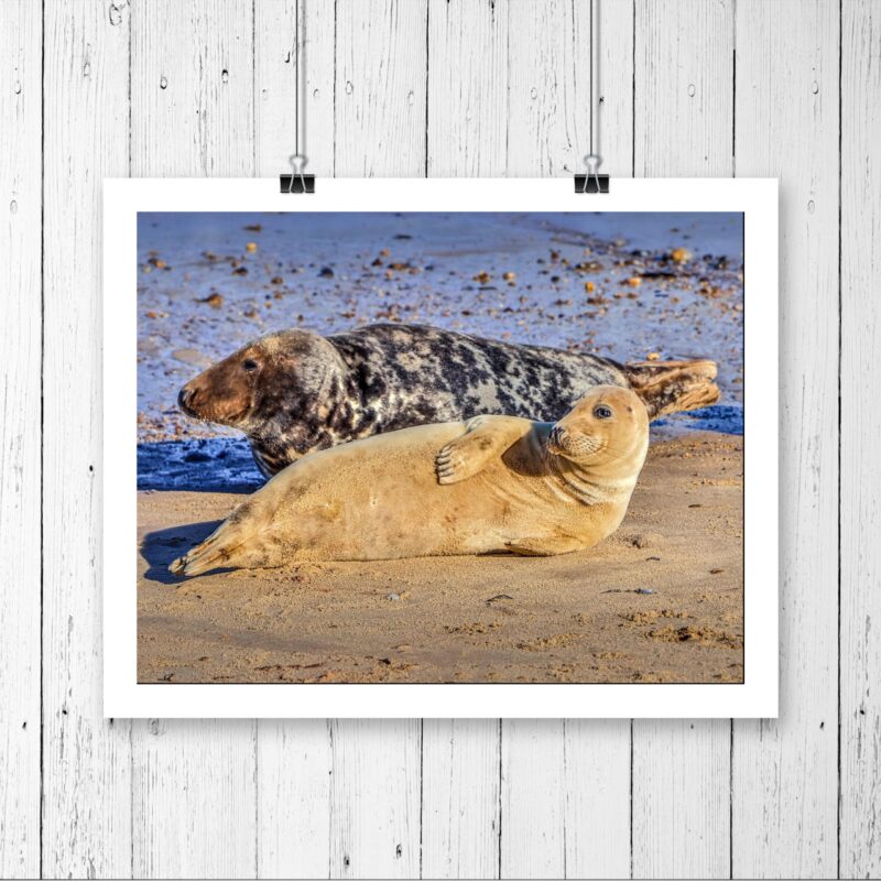 Baby Seal Pups On Holkham Beach